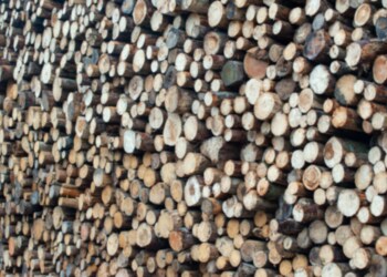 Projekt: Lasy Państwowe zasilą NFOŚiGW opłatą od pozyskanego drewna