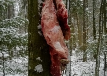 Sokólski kłusownik odpowie przed sądem za swoje okrucieństwo