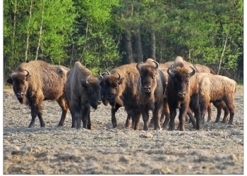 Komunikat o odstrzałach żubrów w Puszczy Boreckiej